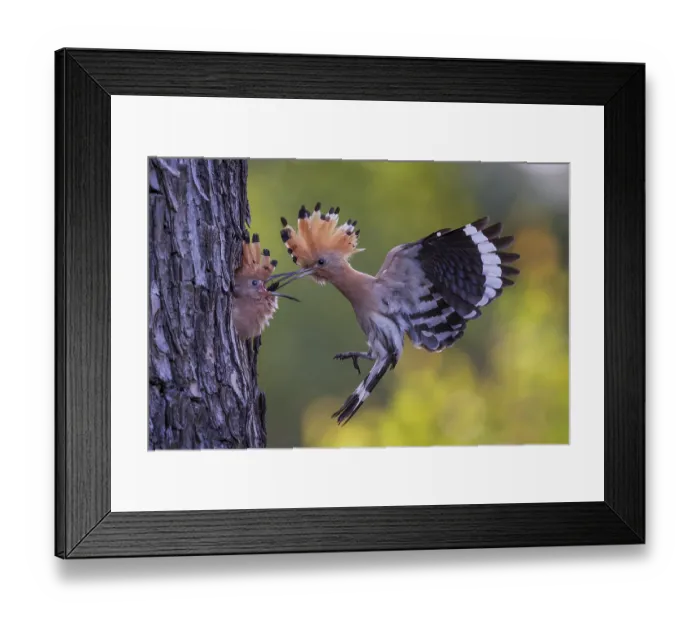 Framed Print : Hoopoe (Upupa epops) Bird of the Year 2022 Framed Print : Hoopoe (Upupa epops) Bird of the Year 2022