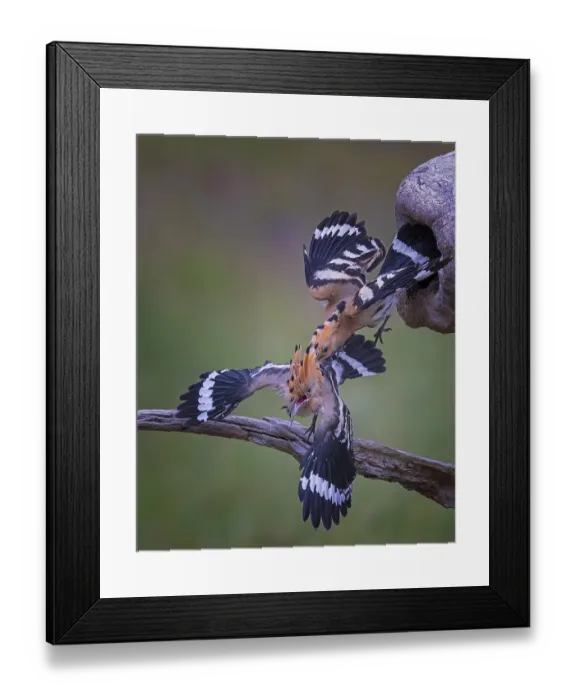 Framed Print : Hoopoe (Upupa epops) Bird of the Year 2022 Framed Print : Hoopoe (Upupa epops) Bird of the Year 2022
