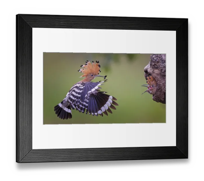 Framed Print : Hoopoe (Upupa epops) Bird of the Year 2022