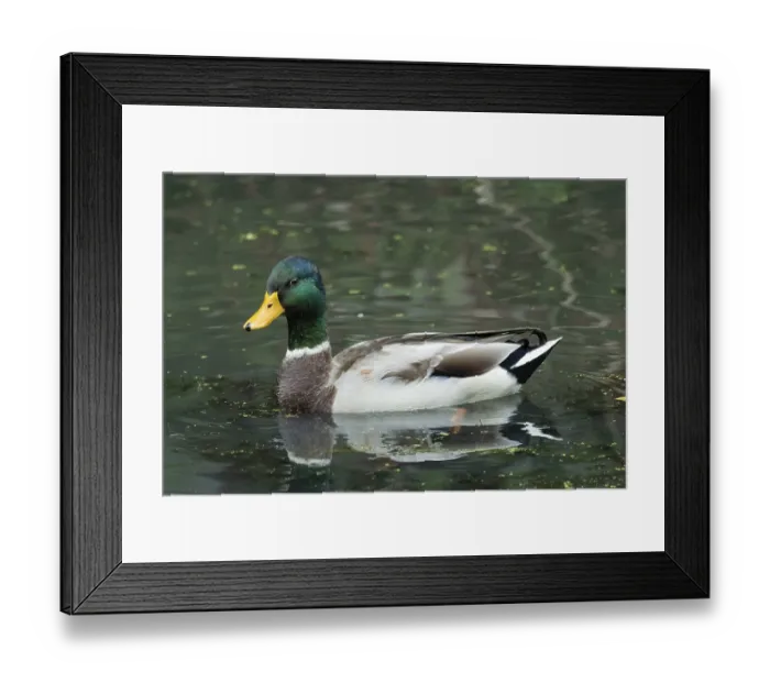 Framed Print : Borken, NRW, GermanyMallard drake paddling calmly through green pond water Framed Print : Borken, NRW, GermanyMallard drake paddling calmly through green pond water
