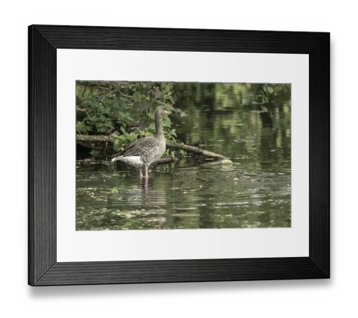 Framed Print : Borken, NRW, GermanyGreylag goose standing gracefully in shallow water