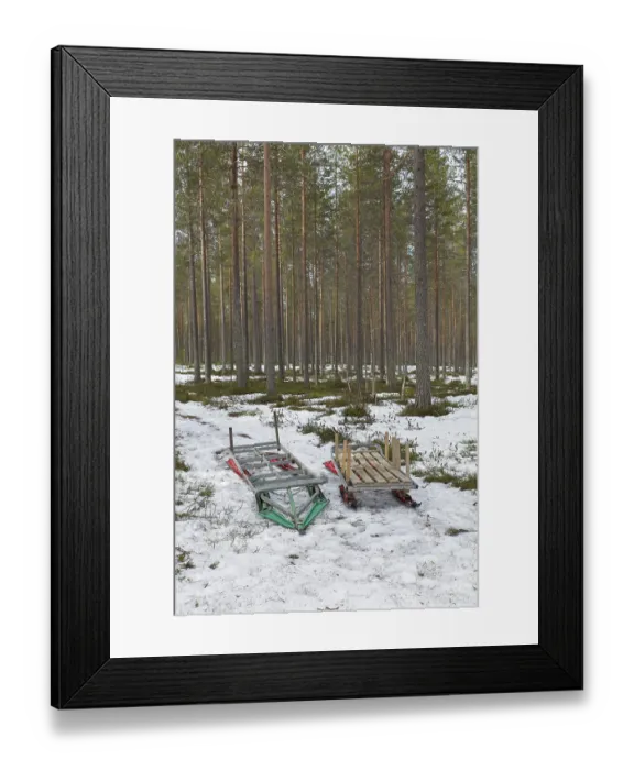 Framed Print : Sleighs for moving harvested tree trunks in forest in spring