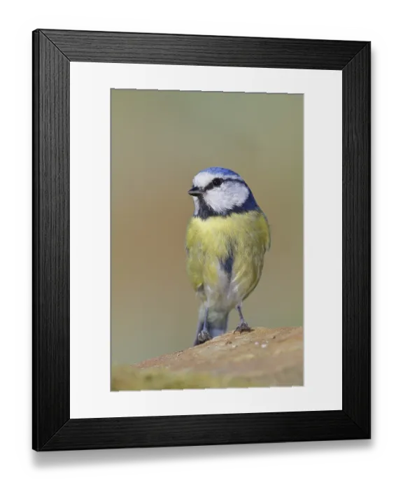 Framed Print : Blue tit (Parus caeruleus), sitting on a stone on the forest floor