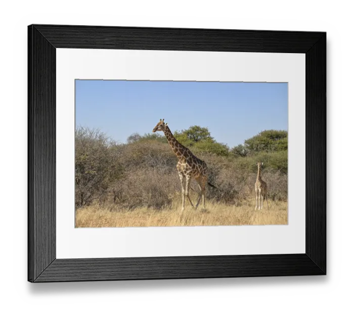 Framed Print : Angola giraffe (Giraffa camelopardalis angolensis) at the foot of the Waterberg Framed Print : Angola giraffe (Giraffa camelopardalis angolensis) at the foot of the Waterberg