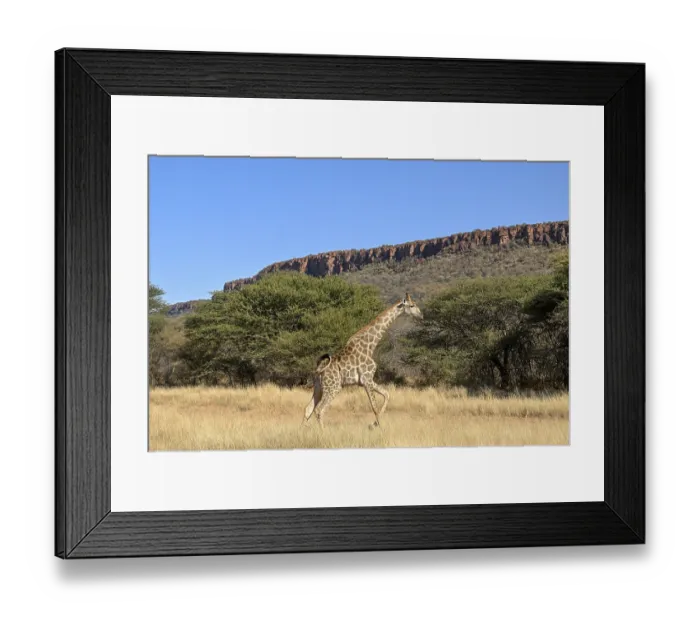 Framed Print : Angola giraffe (Giraffa camelopardalis angolensis) at the foot of the Waterberg Framed Print : Angola giraffe (Giraffa camelopardalis angolensis) at the foot of the Waterberg