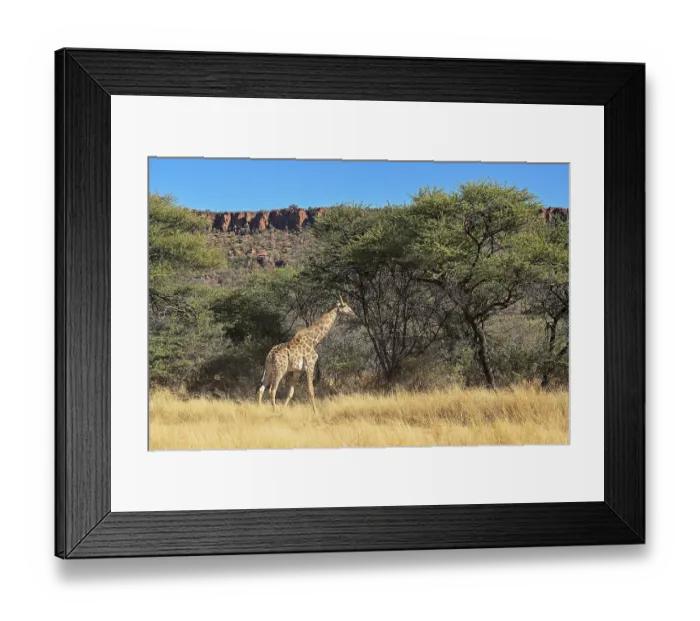 Framed Print : Angola giraffe (Giraffa camelopardalis angolensis) at the foot of the Waterberg