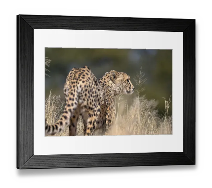 Framed Print : Cheetah (Acinonyx jubatus) at the Field Conservation Centre and Reserve of the Cheetah Conservation Fund (CCF)