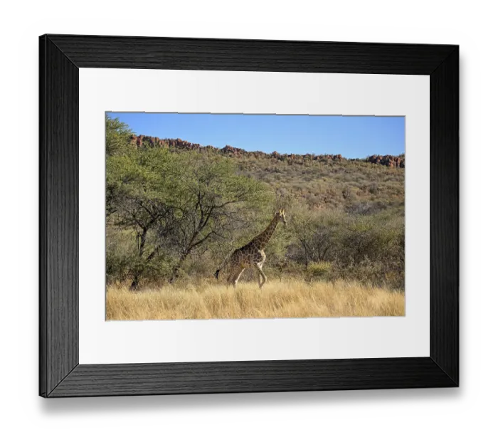 Framed Print : Angola giraffe (Giraffa camelopardalis angolensis) at the foot of the Waterberg Framed Print : Angola giraffe (Giraffa camelopardalis angolensis) at the foot of the Waterberg