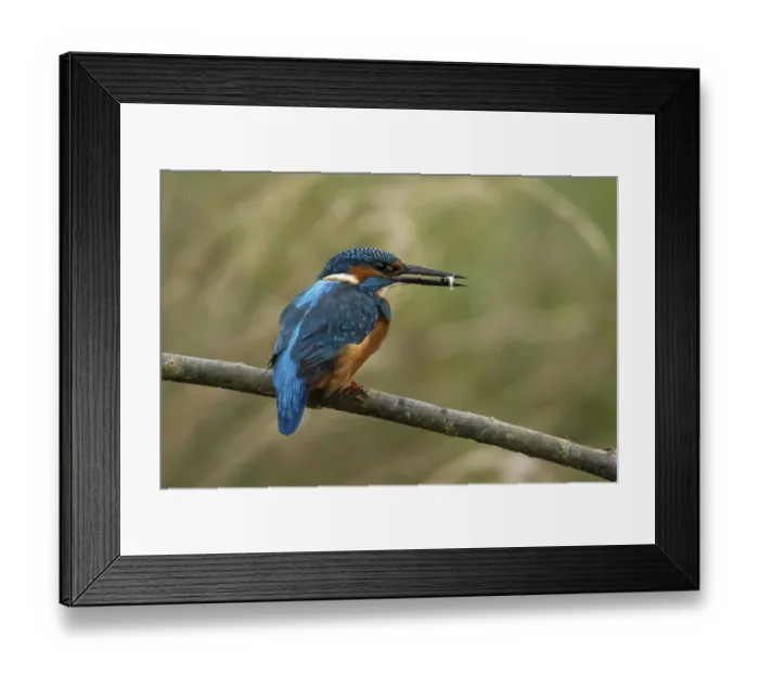Framed Print : Common kingfisher (Alcedo atthis) adult male bird on a tree branch with a fish in its beak