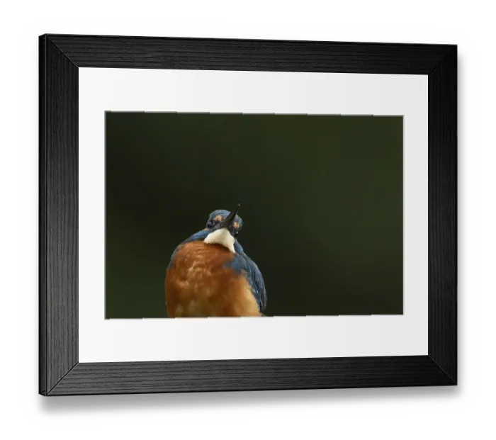 Framed Print : Common kingfisher (Alcedo atthis) adult male bird head portrait Framed Print : Common kingfisher (Alcedo atthis) adult male bird head portrait