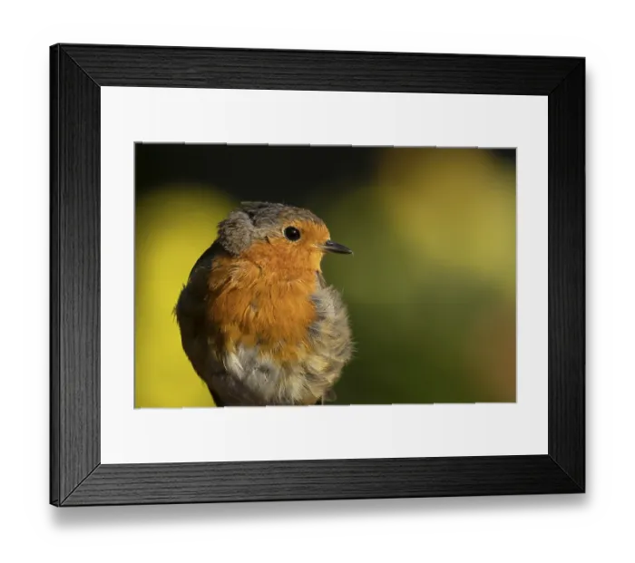 Framed Print : European robin (Erithacus rubecula) adult garden bird head portrait
