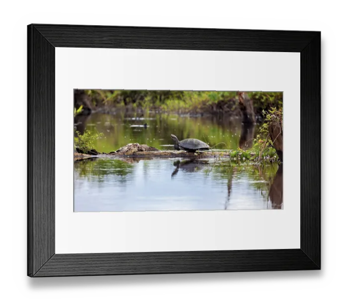 Framed Print : A turtle on a tree trunk at the quiet edge of a pond surrounded by green plants Framed Print : A turtle on a tree trunk at the quiet edge of a pond surrounded by green plants