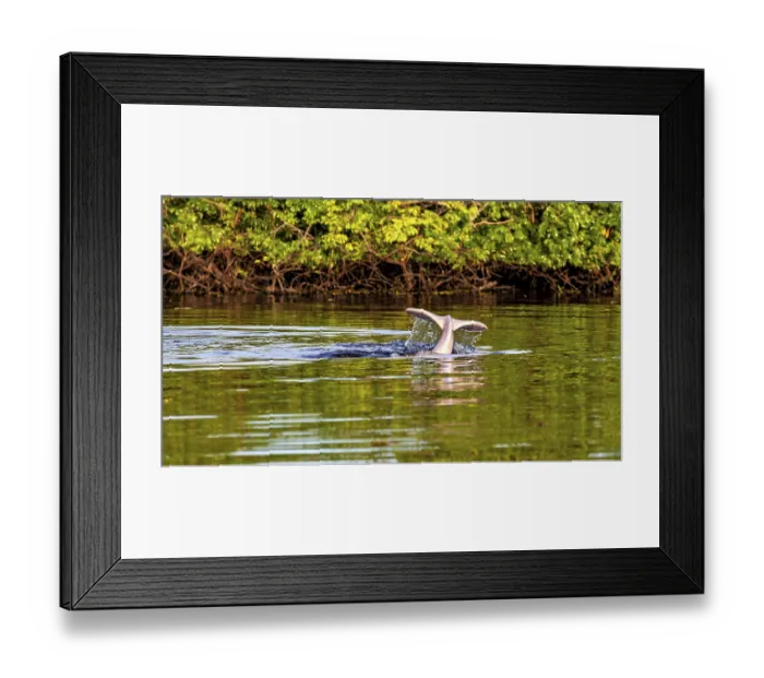 Framed Print : A dolphin tail dives into the calm river water against a lush green backdrop