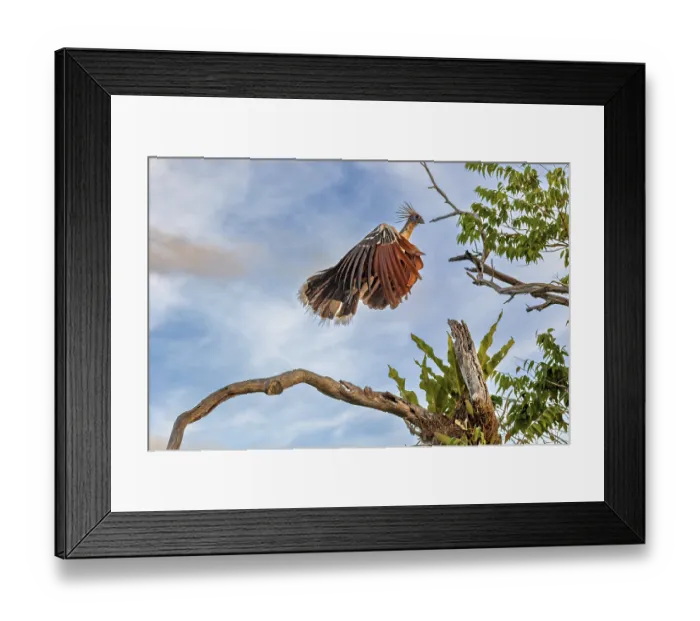 Framed Print : A bird with a feathered cap flies off a branch against a blue sky