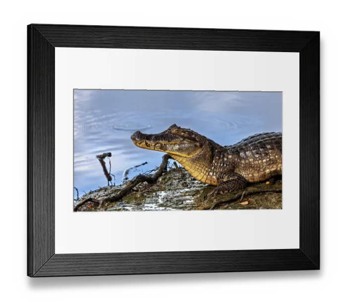Framed Print : A crocodile rests on the bank of a blue water body