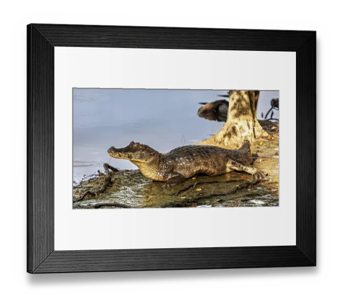 Framed Print : A crocodile rests in the shade of a tree on the bank of a body of water