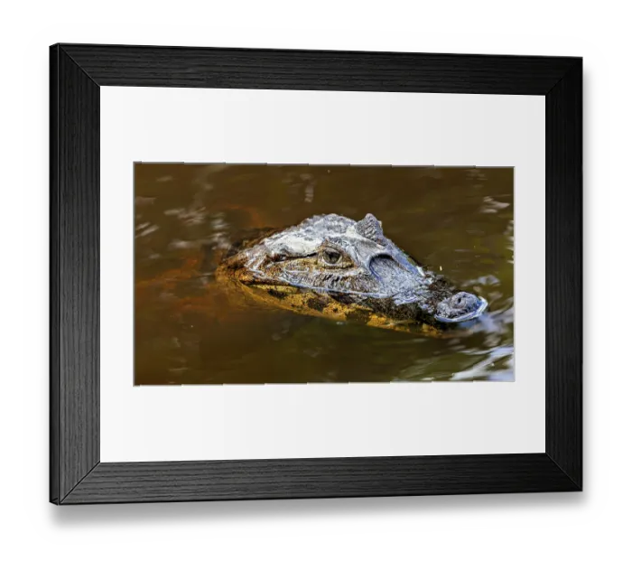 Framed Print : A crocodile swims partially submerged on the surface of the water