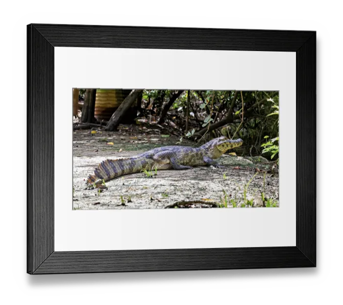 Framed Print : A crocodile lies on the ground surrounded by vegetation
