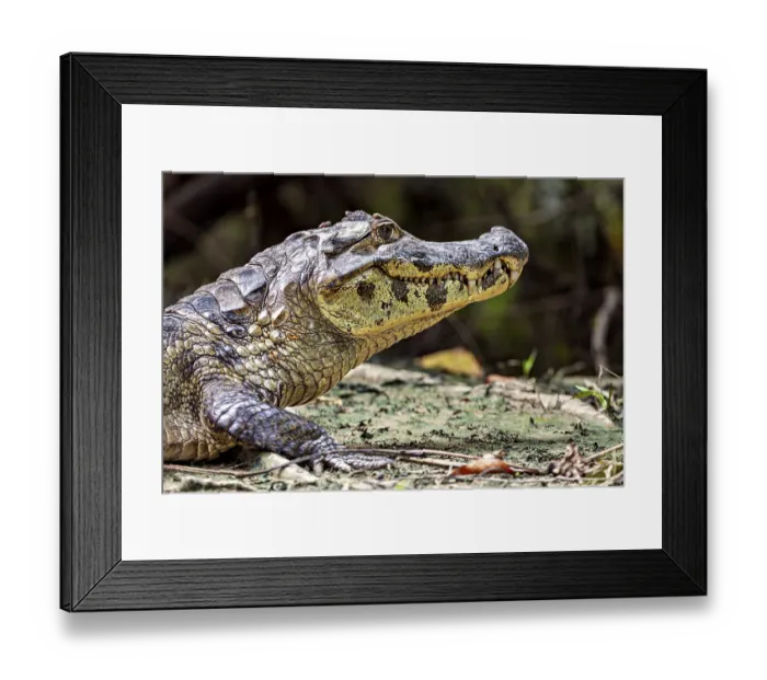 Framed Print : Side view of a crocodile on the ground