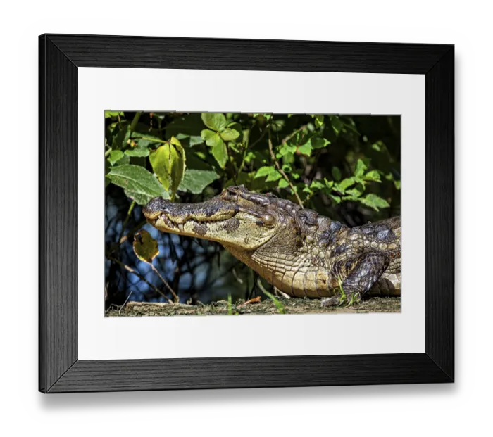Framed Print : A resting crocodile lies in a green environment surrounded by plants Framed Print : A resting crocodile lies in a green environment surrounded by plants