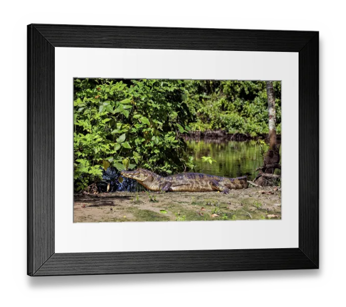 Framed Print : A crocodile on a riverbank in a green