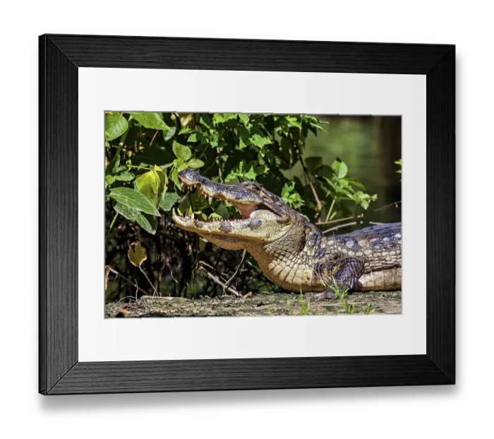 Framed Print : A crocodile with its mouth open in a green environment with plants