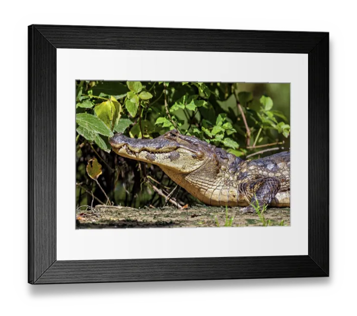 Framed Print : A resting crocodile lies in a green