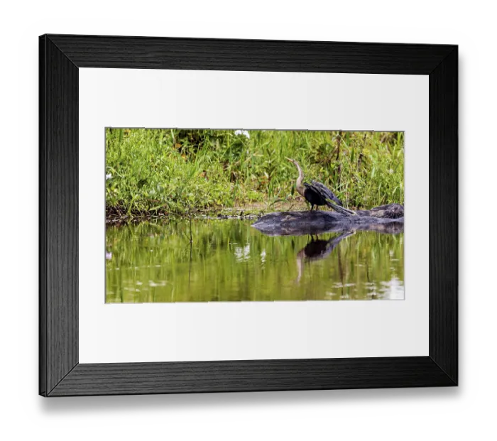 Framed Print : An aquatic bird is reflected in the calm water at the edge of the green shore