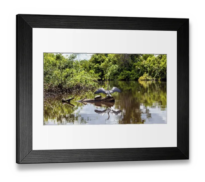 Framed Print : A bird with outstretched wings in the water