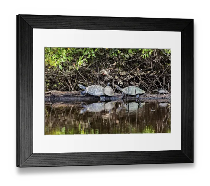 Framed Print : A pair of turtles on a tree trunk are seen in the calm waters of a natural environment Framed Print : A pair of turtles on a tree trunk are seen in the calm waters of a natural environment