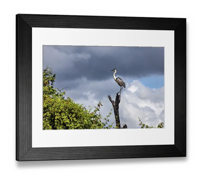 Framed Print : A heron perched majestically on a tree stump against a dramatic sky with clouds Framed Print : A heron perched majestically on a tree stump against a dramatic sky with clouds