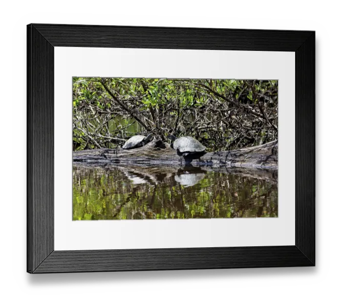 Framed Print : Two turtles on a tree trunk with their reflection in the water in the midst of wild vegetation Framed Print : Two turtles on a tree trunk with their reflection in the water in the midst of wild vegetation