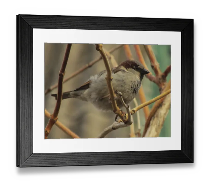Framed Print : A lone sparrow (Passer domesticus) perches on a bush branch