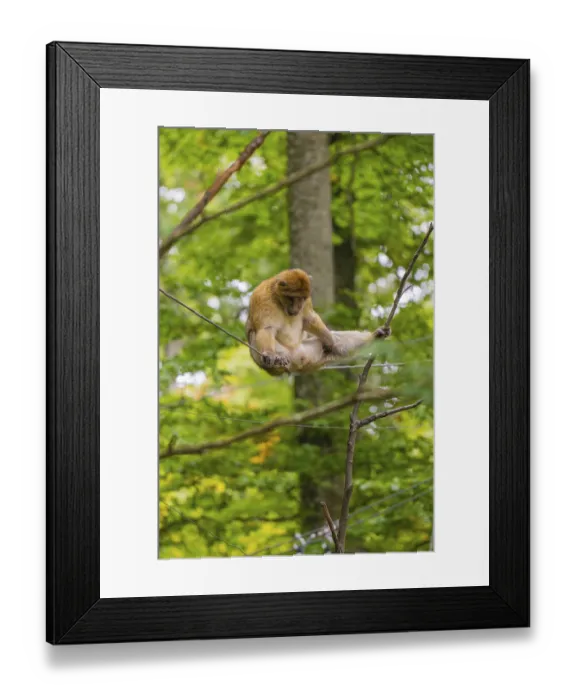 Framed Print : A monkey sitting on a rope in the green forest Framed Print : A monkey sitting on a rope in the green forest