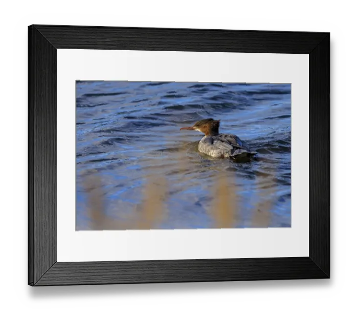 Framed Print : A duck bird paddles across a calm water surface