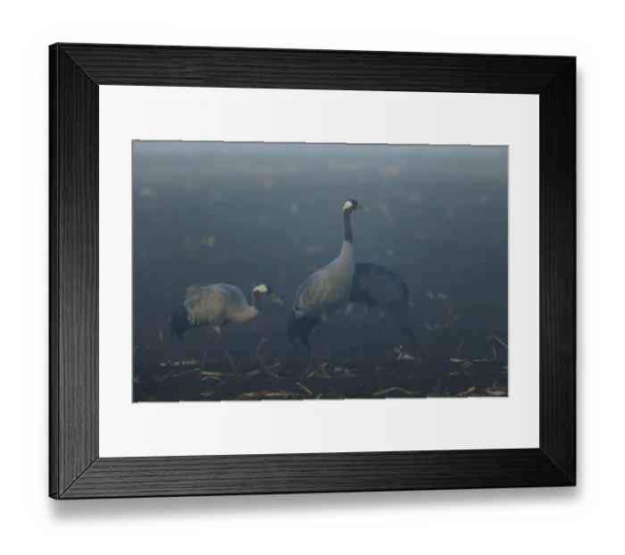 Framed Print : Three cranes stand still in a foggy field at dawn