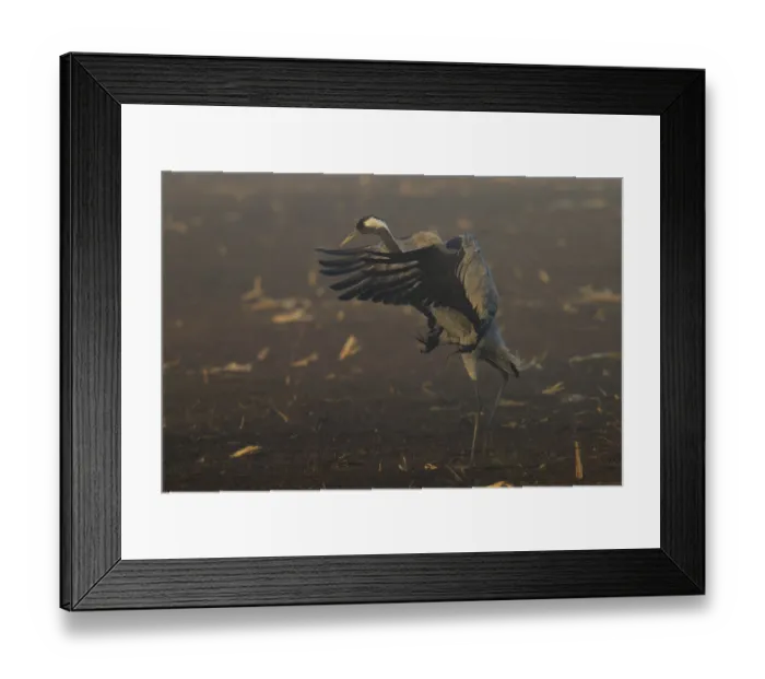 Framed Print : A crane spreads its wings in a dynamic movement in the field Framed Print : A crane spreads its wings in a dynamic movement in the field