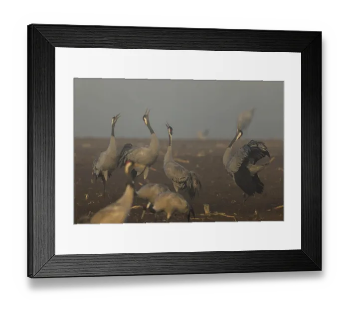 Framed Print : Group of cranes calling at foggy dawn Framed Print : Group of cranes calling at foggy dawn