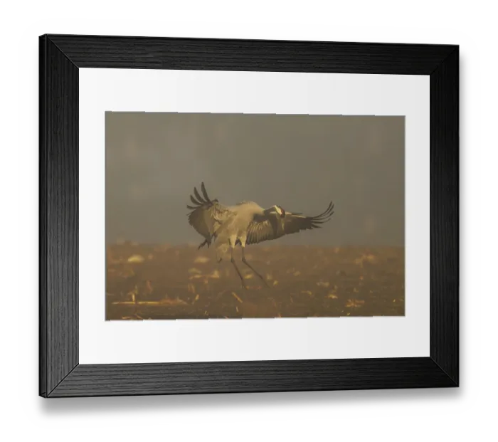 Framed Print : A crane landing with spread wings in a foggy landscape Framed Print : A crane landing with spread wings in a foggy landscape