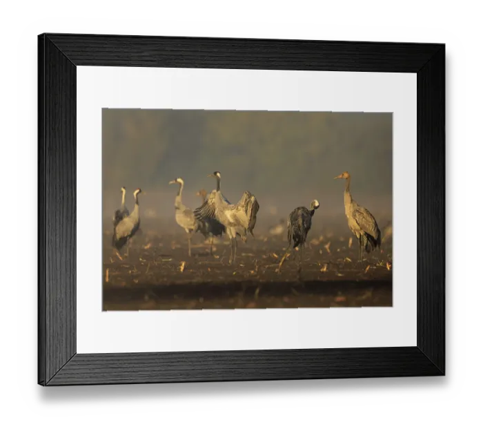 Framed Print : Cranes in a field, one spreading its wings