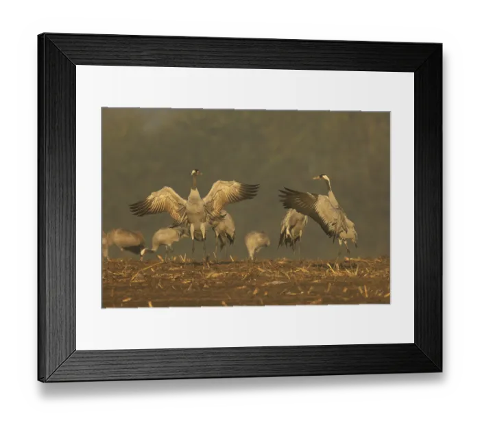 Framed Print : Cranes, some of which spread their wings against a foggy backdrop Framed Print : Cranes, some of which spread their wings against a foggy backdrop