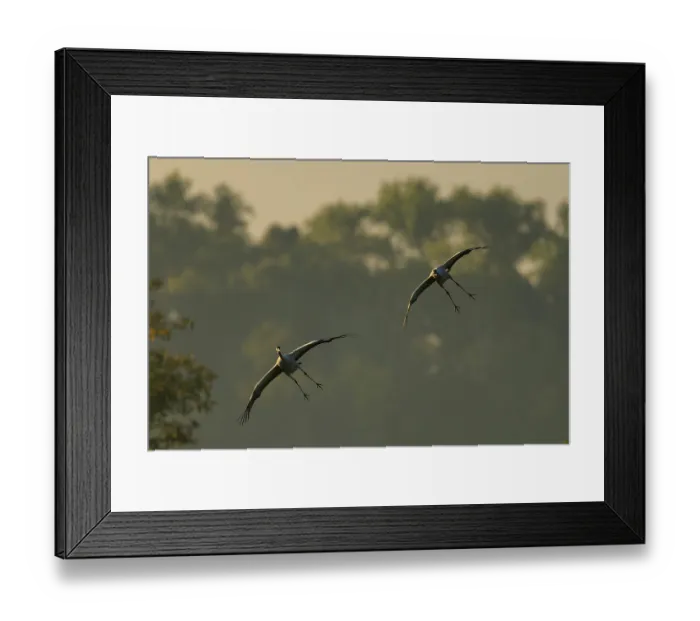Framed Print : Two cranes flying in front of hazy trees in the morning light