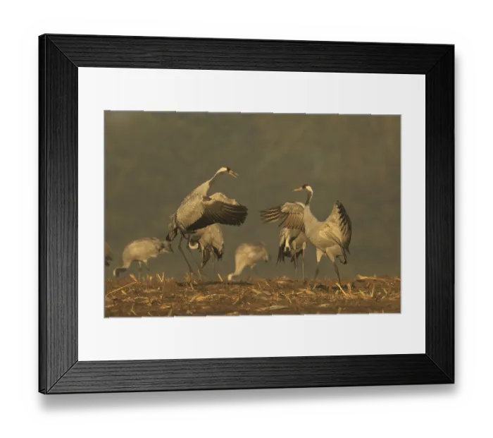 Framed Print : Two cranes seem to be challenging each other