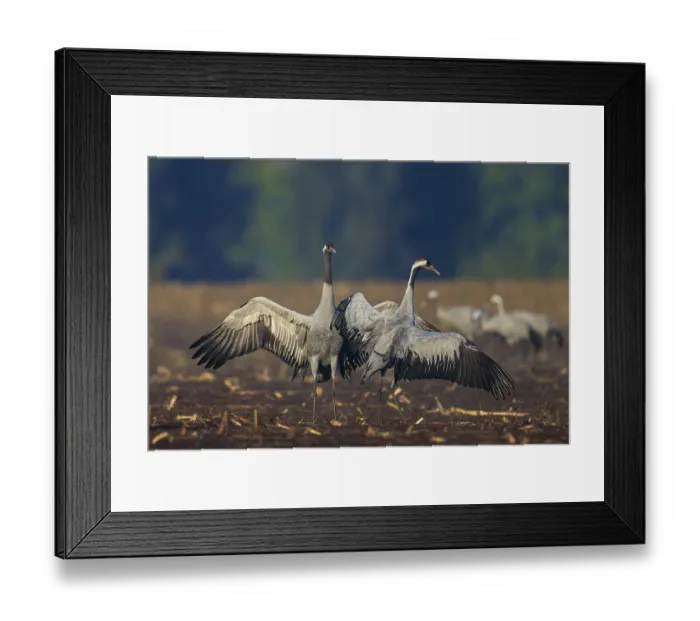 Framed Print : A pair of cranes in a field with raised wings Framed Print : A pair of cranes in a field with raised wings
