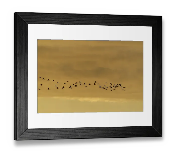 Framed Print : Flock of birds in the sky at dusk Framed Print : Flock of birds in the sky at dusk