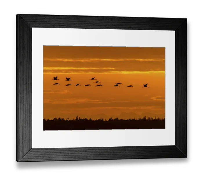 Framed Print : Cranes fly over the horizon in an orange sky