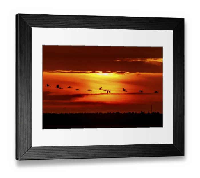 Framed Print : Birds fly over the horizon at dramatic sunset