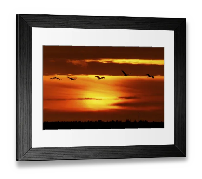 Framed Print : Cranes flying in front of a dramatic sunset Framed Print : Cranes flying in front of a dramatic sunset