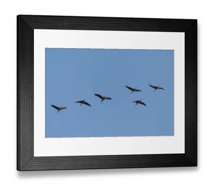 Framed Print : Six cranes flying in formation in bright blue sky Framed Print : Six cranes flying in formation in bright blue sky