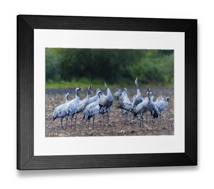 Framed Print : Group of cranes in an autumn landscape